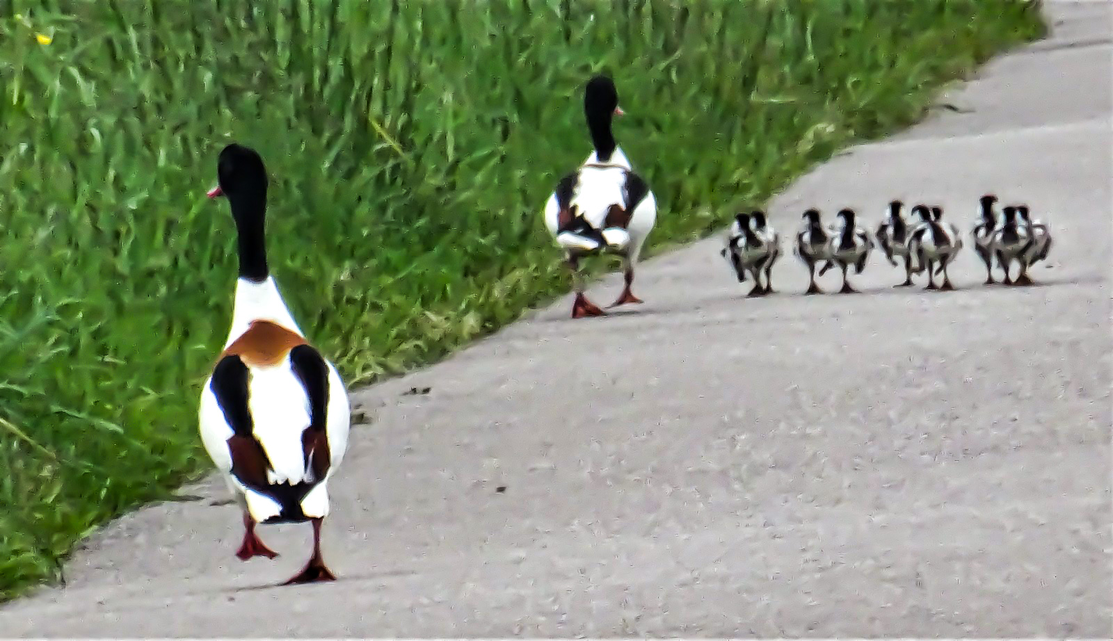 Couple de Tadornes de Belon (Common shelduck, Tadorna tadorna) déambulant dans la rue  du Pont Supply) et encadrés par leurs parents. Mont-Bernanchon, Hauts de France.